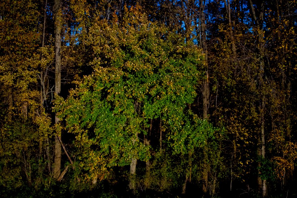 20181103-OC-LSC-0018