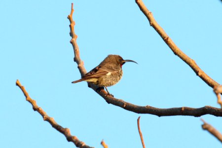 Nectarinia senegalensis 2