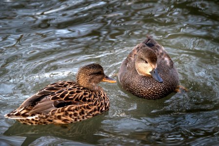 Ducks. photo