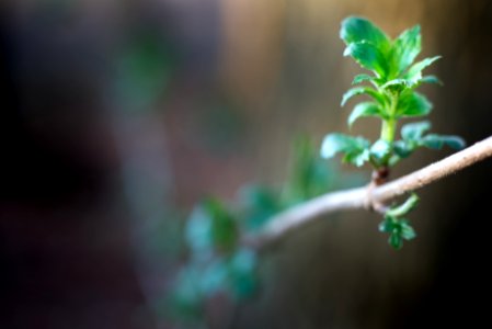 Spring promise