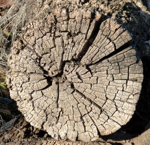 Old cuartedado wood