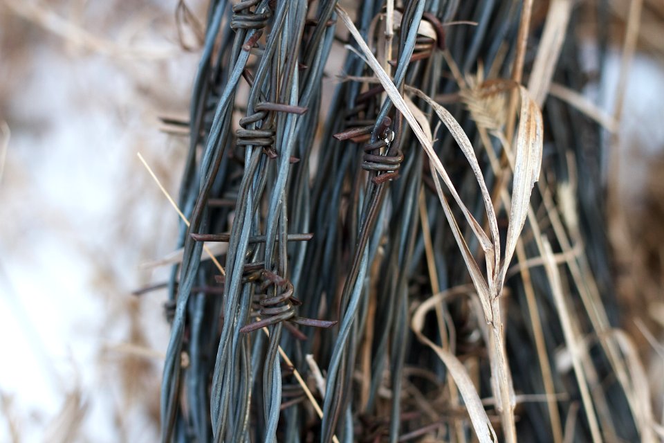 Entwined