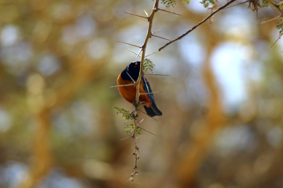 Lamprotornis hildebrandti 2