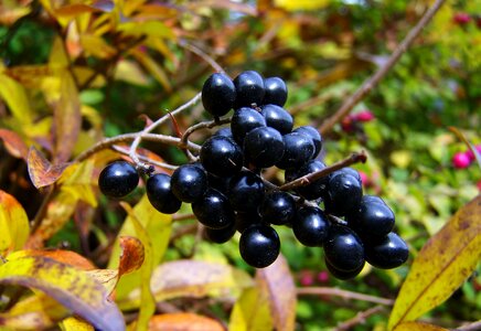 Fall harvest black berries berry fruits bush photo