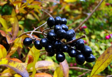 Fall harvest black berries berry fruits bush