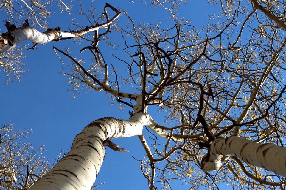 Tangled At The Top