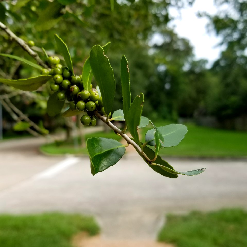 Branch