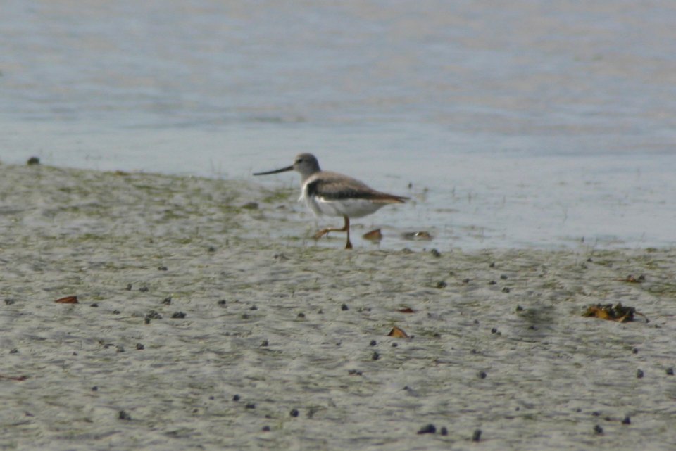 Xenus cinereus 1