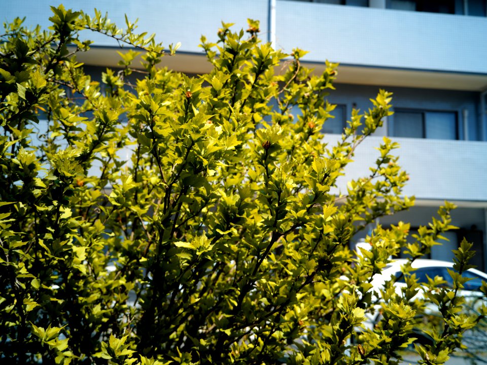 Mizonokuchi, 10th Apr