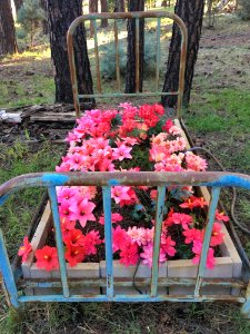 2017/365/261 Literally, a Flower Bed