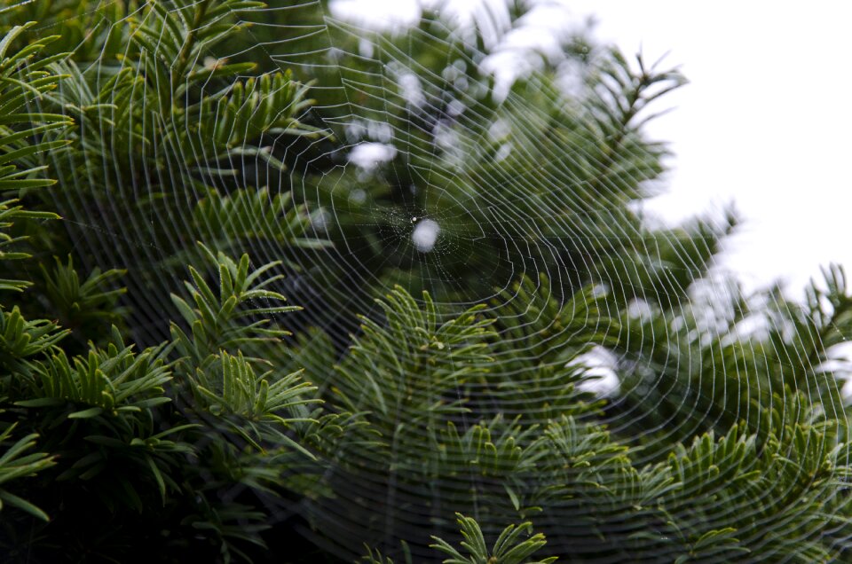 Nature spiderweb morning