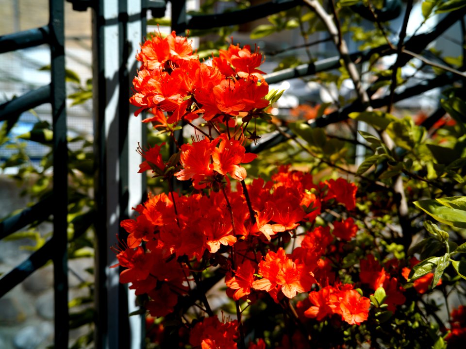 Mizonokuchi, 10th Apr