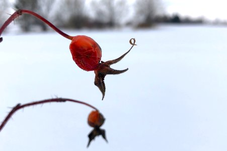 2019/365/346 Rose Hips Hanging On