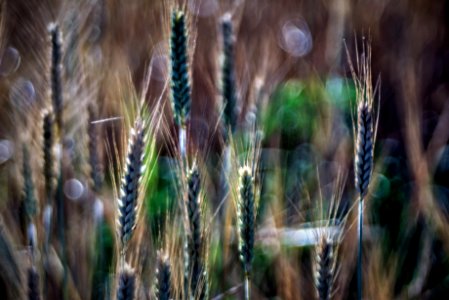 The wheat days. Please view large. photo