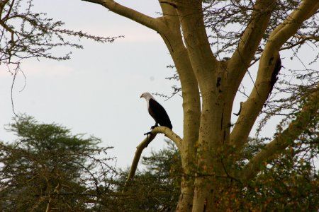 Haliaeetus vocifer 1