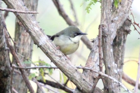 Apalis thoracica