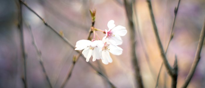 Cherry Blossoms 2020