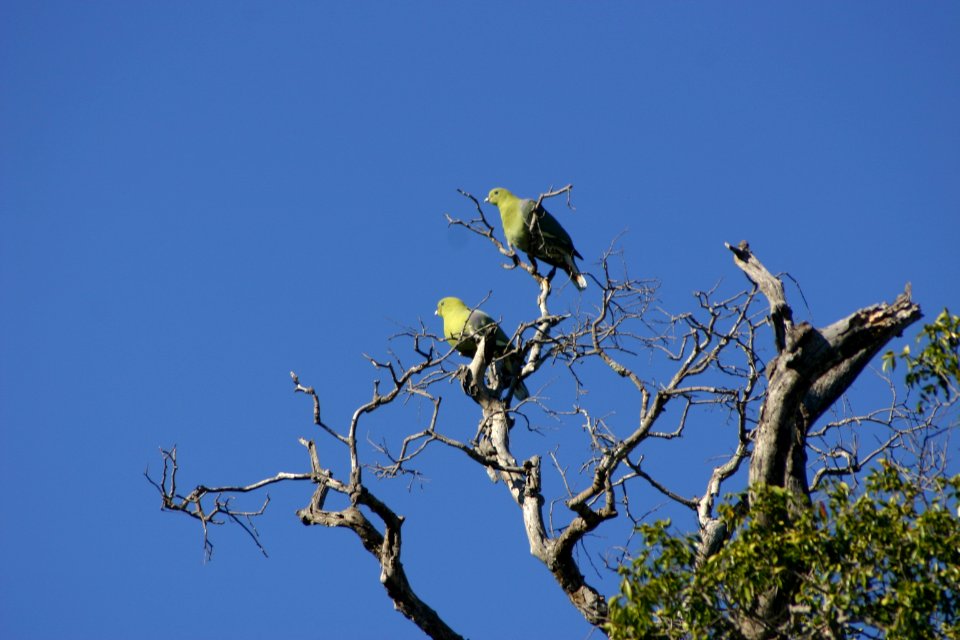 Treron australis 1