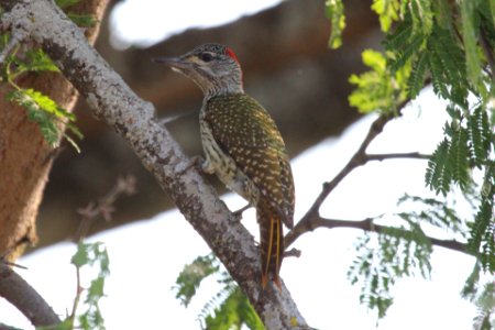 Campethera abingoni 1