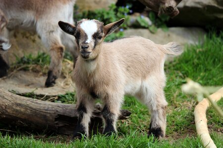 Ziegle zoo streicheltier