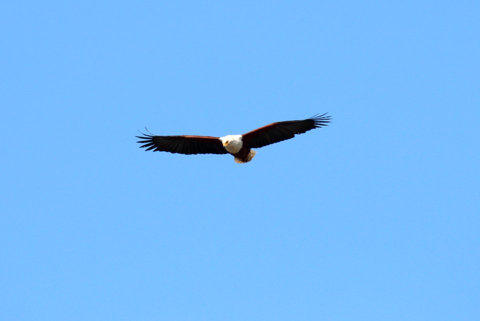 Haliaeetus vocifer 2
