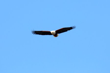 Haliaeetus vocifer 2