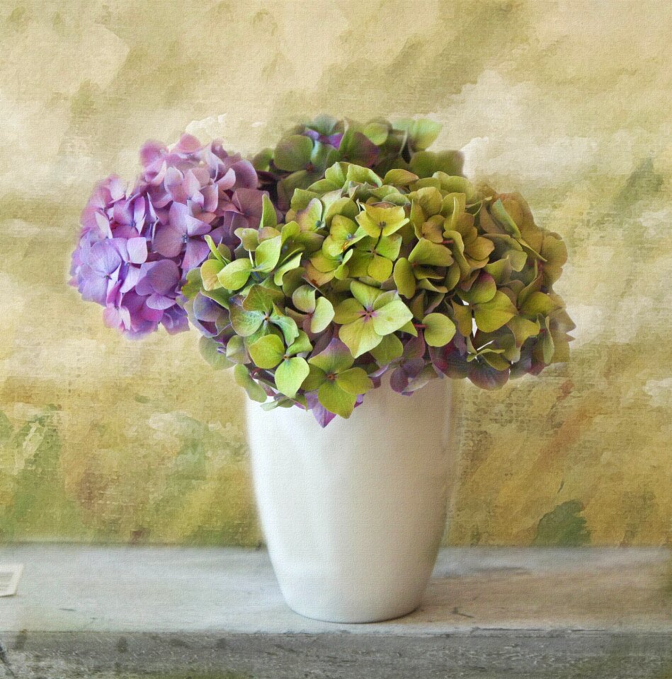 Bloom hydrangea plants bloom