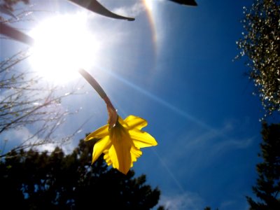 Sun Orb Daffodial photo