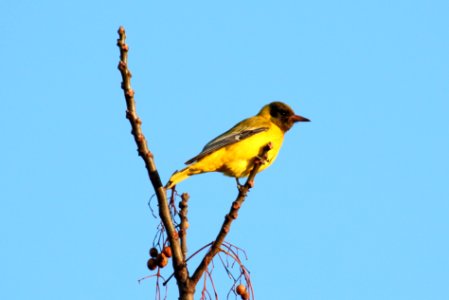Oriolus larvatus 1