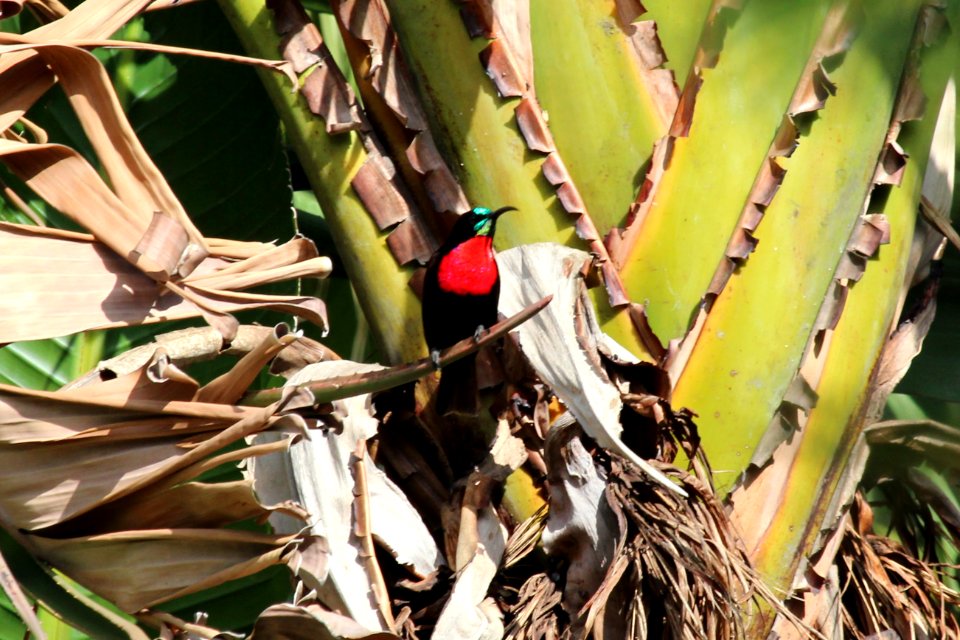 Nectarinia senegalensis 1