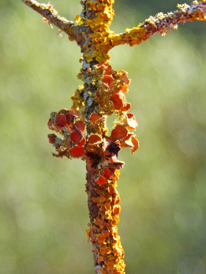 Lichens lichen snorkel