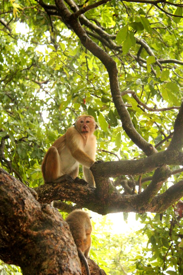 Macaca sinica 6