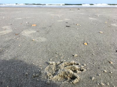 Dogs Were Here