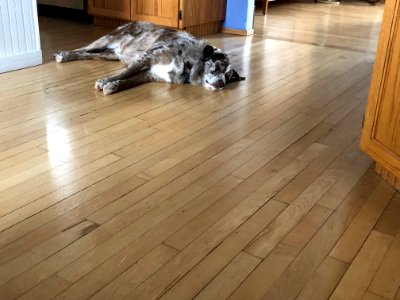 Room to Nap