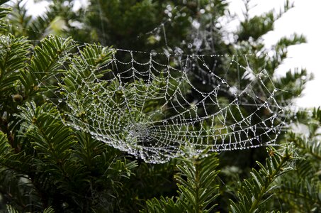 Nature spiderweb morning photo