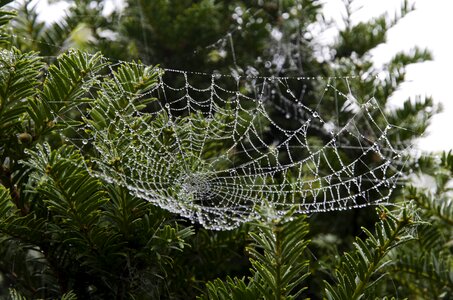 Nature spiderweb morning