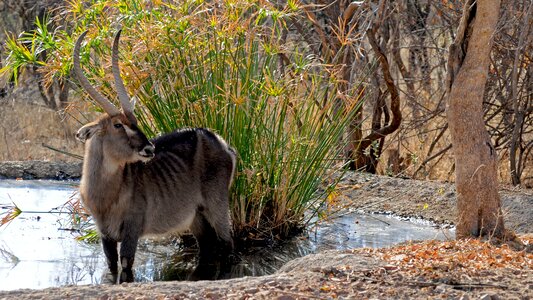 Botswana wild animal waterbuck