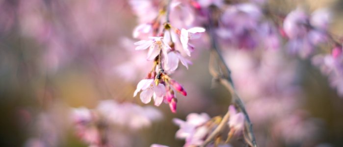 Cherry Blossoms 2020