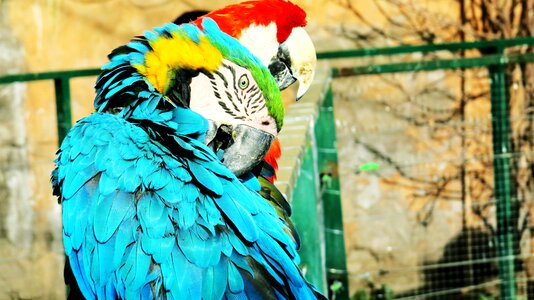 Zoo animal exotic bird