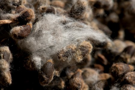 20181108-APHIS-LSC-0461
