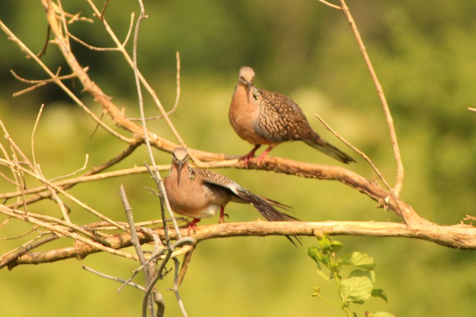 Streptopelia chinensis 1