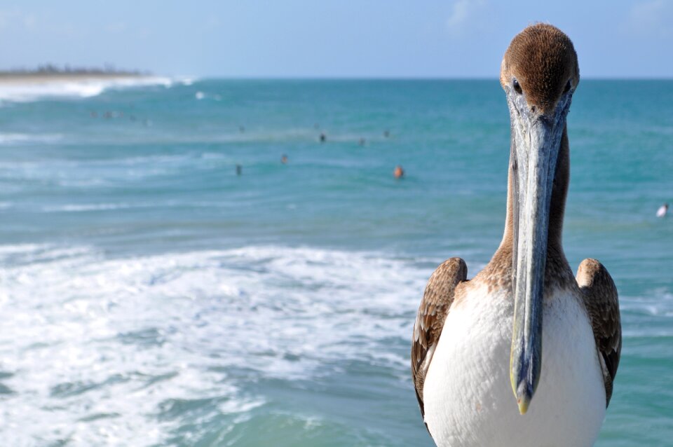 Nature sea pelican