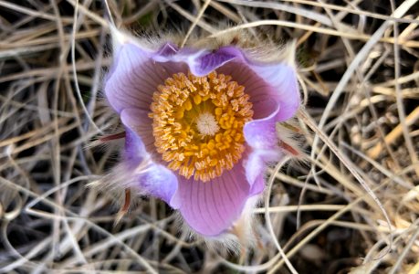 Hello Crocus