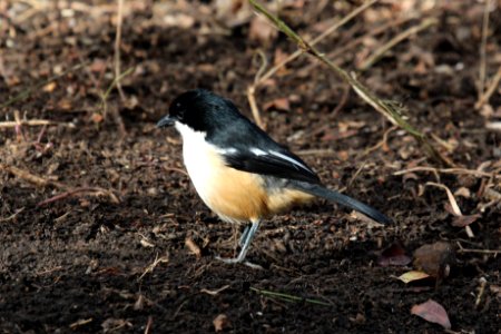 Laniarius ferrugineus 1