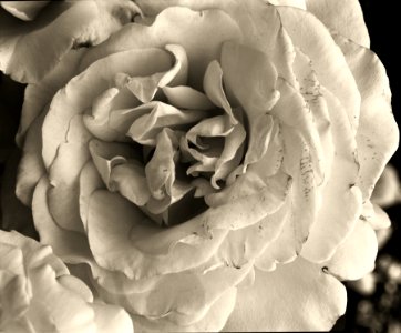 Rose. Plan film 13x18 cm. photo