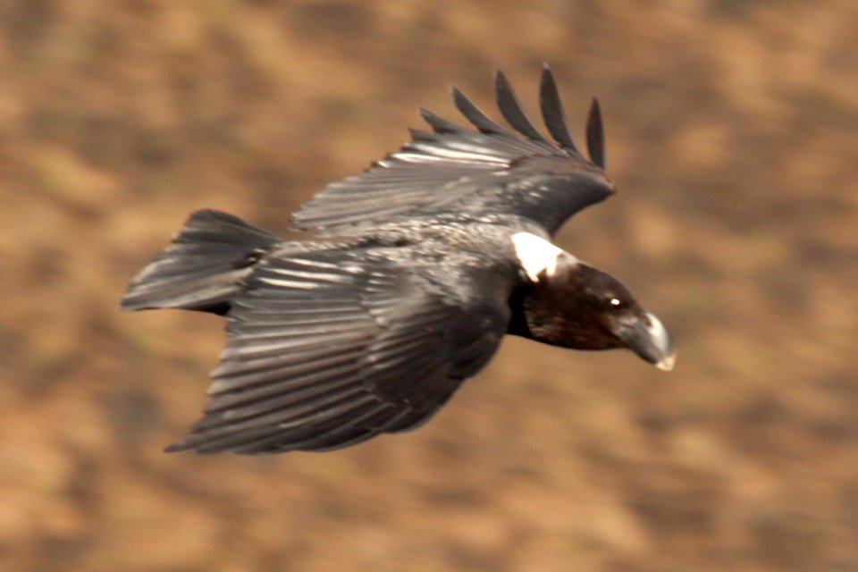 Corvus albicollis 1