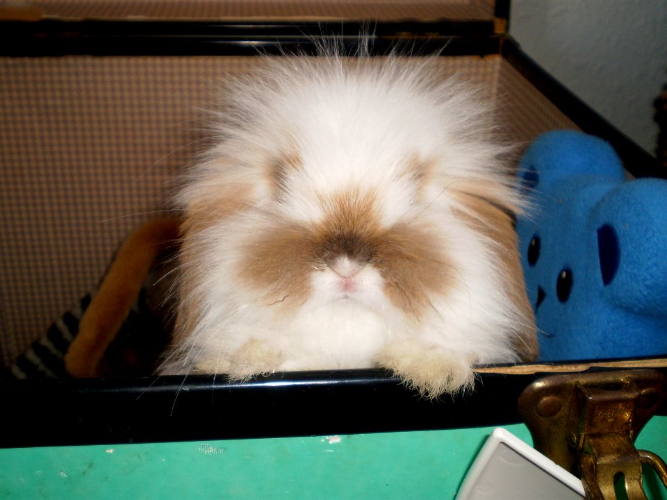 let me out of the toy box!
