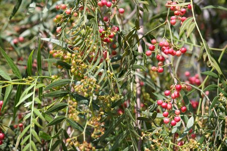 Bush fruits spices