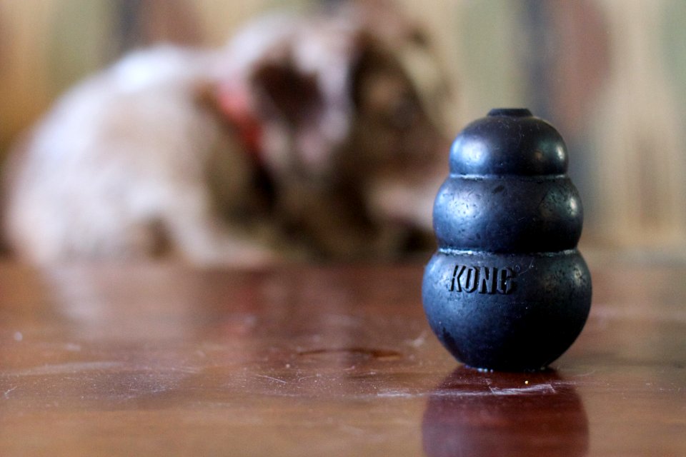 What a Kong Dreams