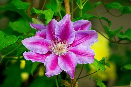 Clematis pistil petals